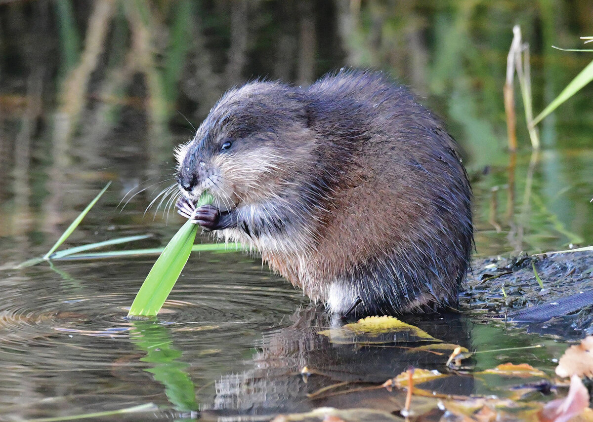 Ондатр обитает в практически во всех водоемах Якутии