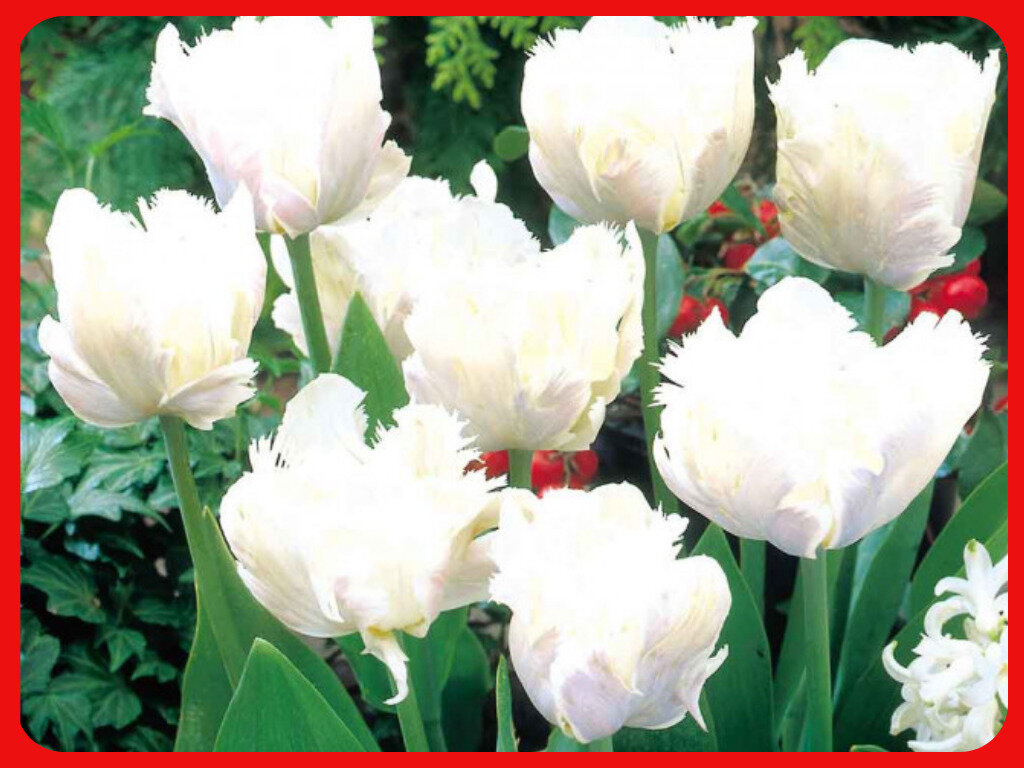Тюльпаны Фабио особенности и характеристики сорта посадка и выращивание отзывы