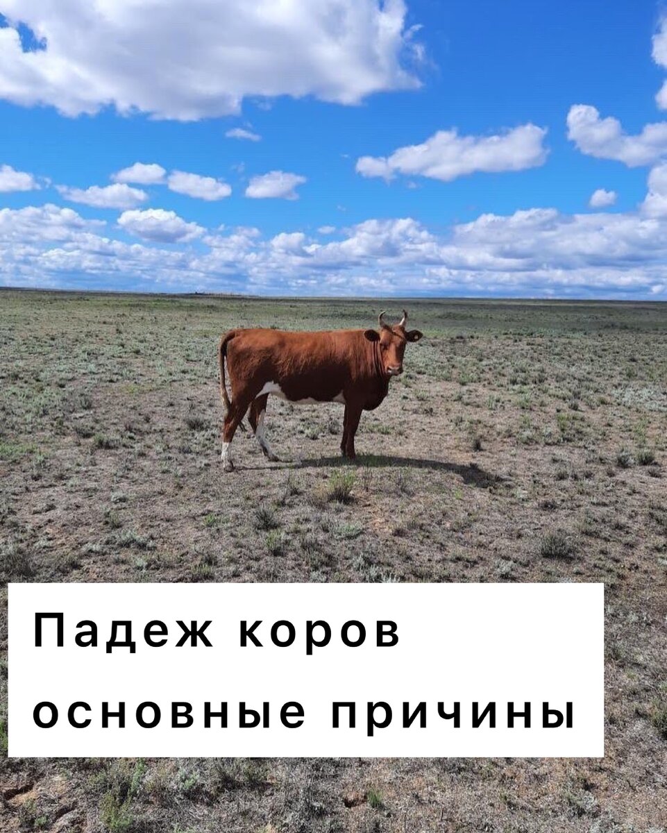 Корова калмыцкой породы