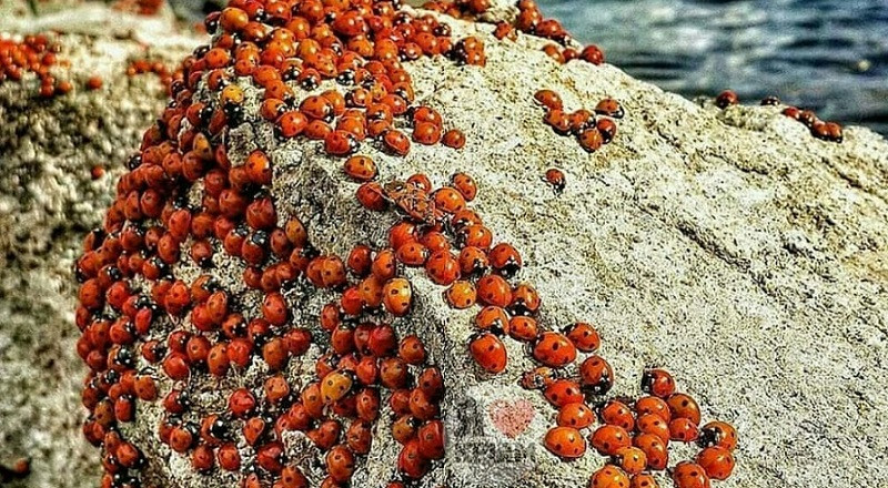 Фото: TГ-канал «Крым — мой край»