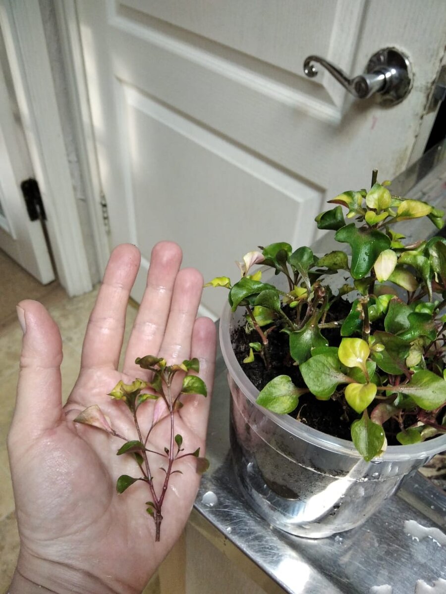 Эту веточку надо просто воткнуть в землю. Во влажную землю. И получится в горшке очень пушистый кустик.