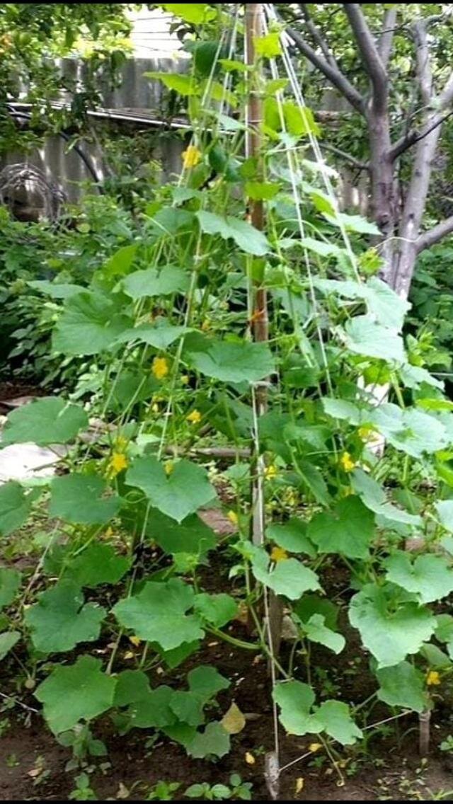 Сажаю огурцы только так