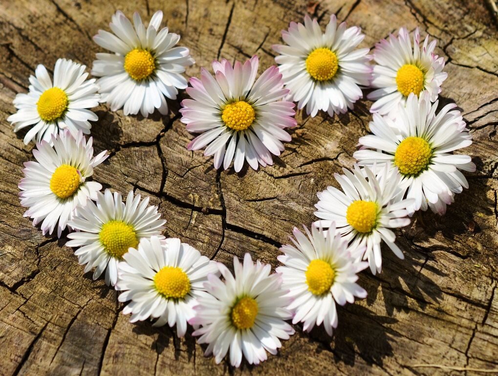 https://pixabay.com
