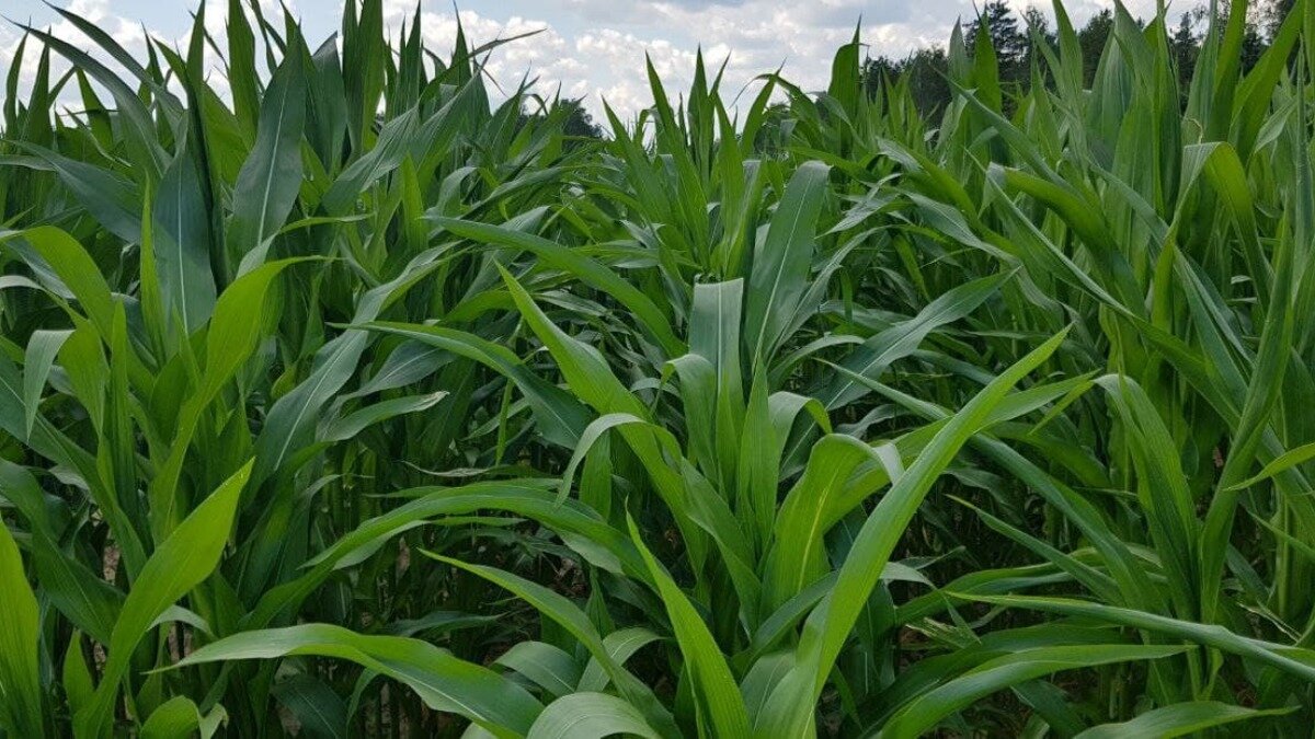 Фото: ГлавАгроном