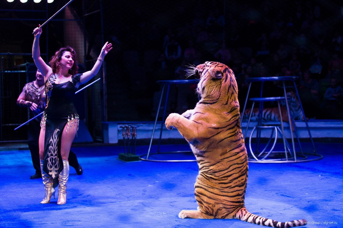 Дрессировщица тигров карина. Цирк багдасаровых. Багдасаровы артур и карина. Карина багдасарова цирк. Дрессировщица тигров багдасарова.