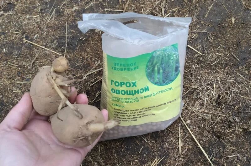 Сажаю картофель с ростками.