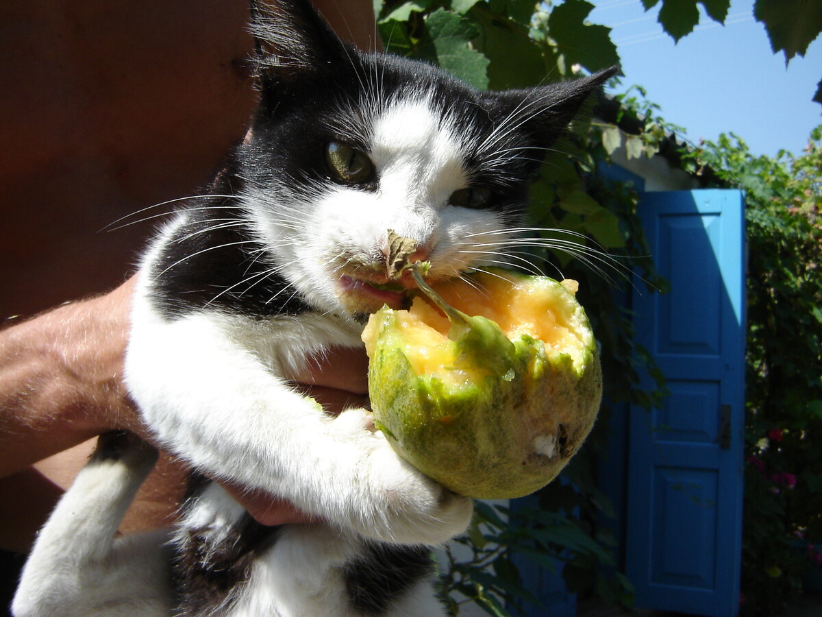 Игруля с добычей