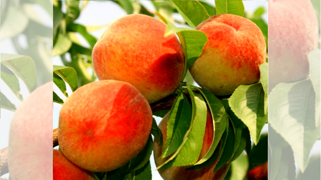 Сорт персика Золотая Москва