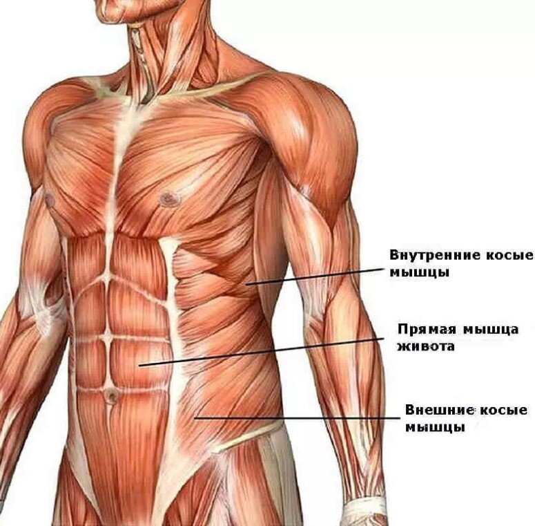 Количество мышц