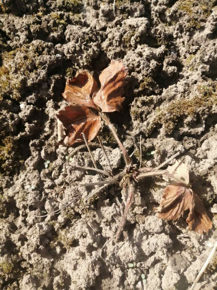 фузариозное увядание (фузариоз),