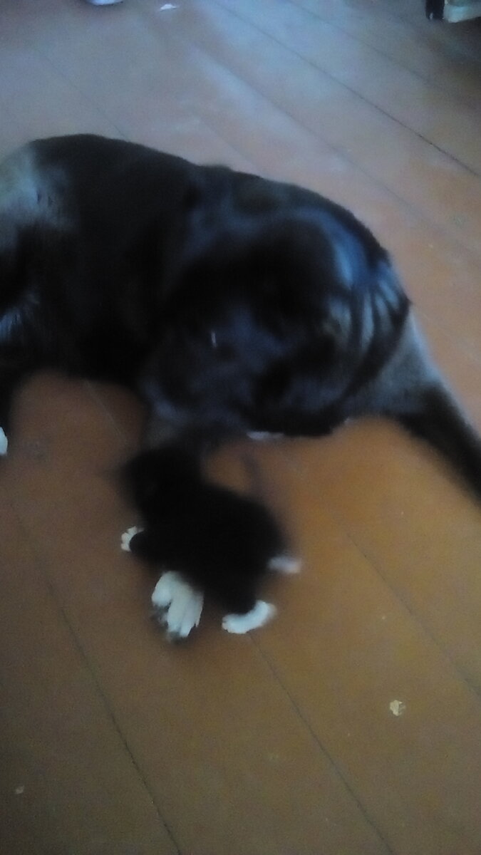 Мотька и Топка