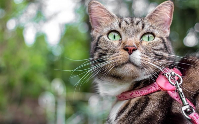Уличный променад будет полезен для любой кошки 