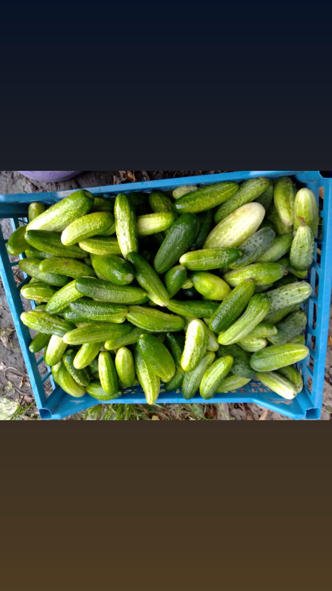 Почти 400 кг  собрала.