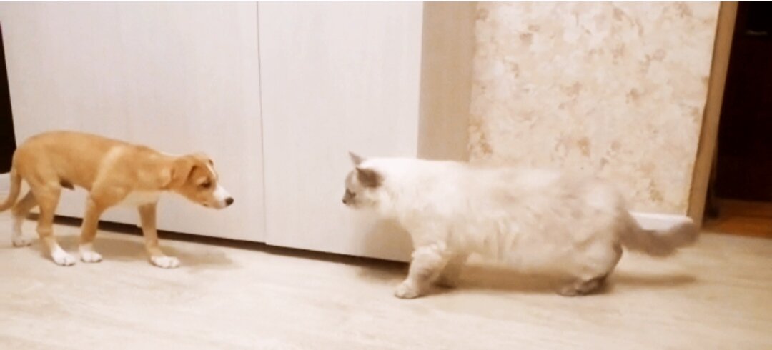 ,боялись как кот примет, но он так спокойно реагирует на щенка ).К слову сказать, Бемби- один из самых осторожных, несмелах щенков