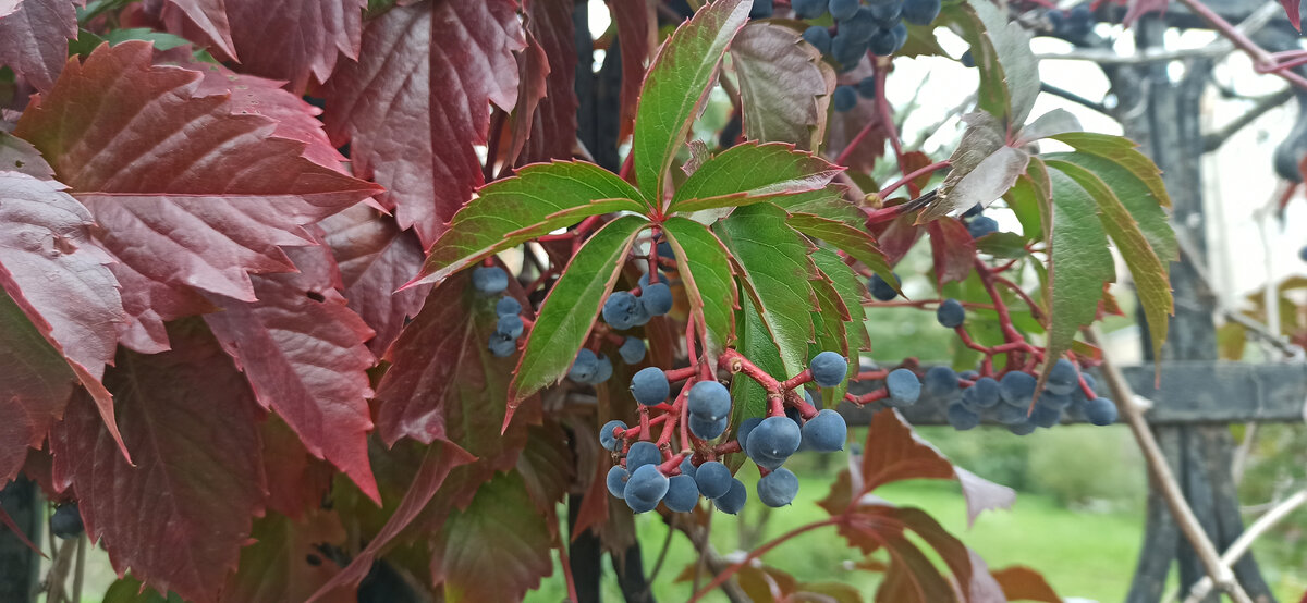 Осеннее настроение