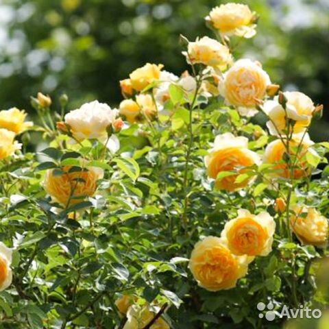 фото из свободных источников.