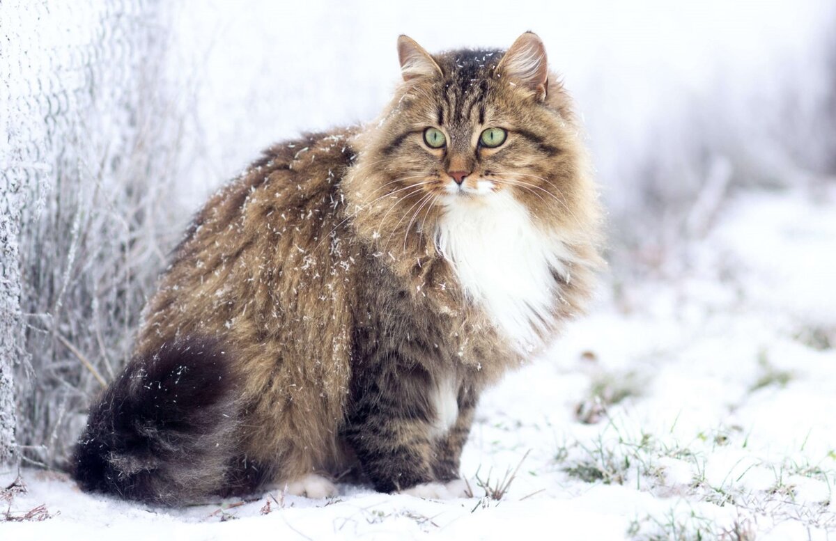 Сибирский кот - особенности характера | О котах | Дзен