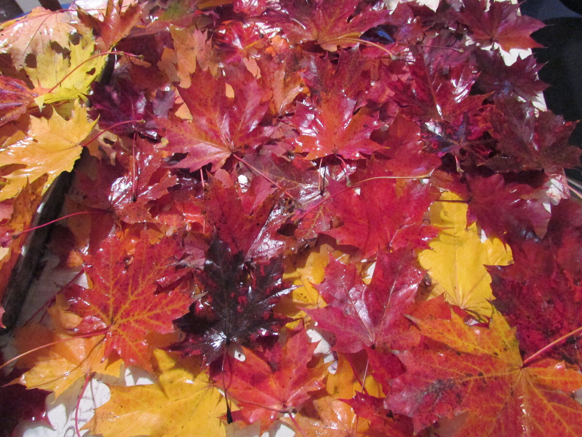 Ночью был дождь.