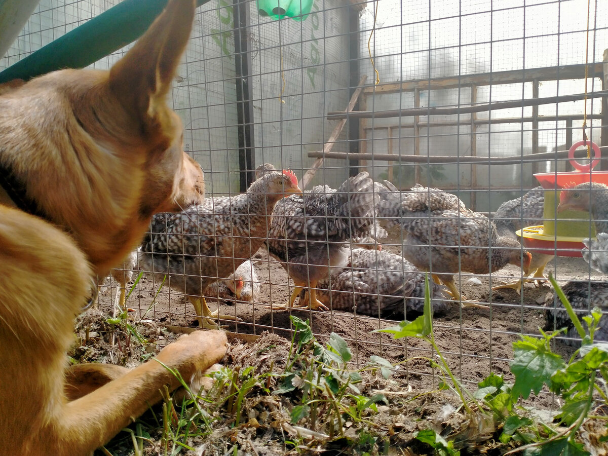 Цыплята – это так увлекательно