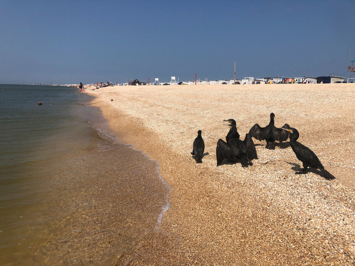 Фото из личного архива. Бакланы-туристы: купаются и загорают.