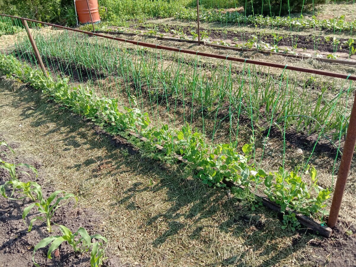 Фото из интернета