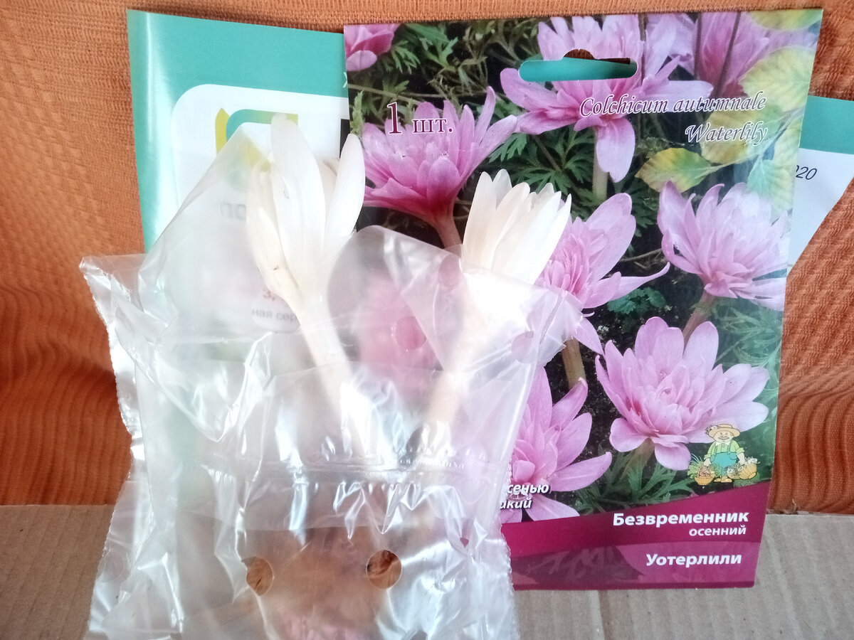 Безвременник Уотерлили пришел уже с распустившимися цветами, 2 октября 2020
