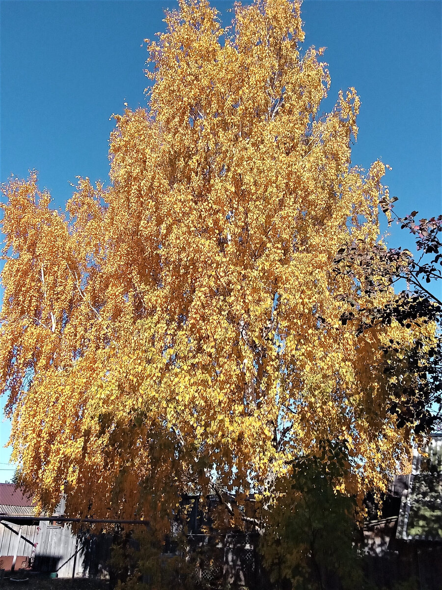 Золотая береза. Фото автора канала.