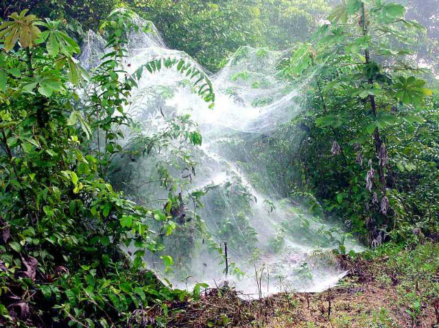 Источник изображения: www.insecte.org 