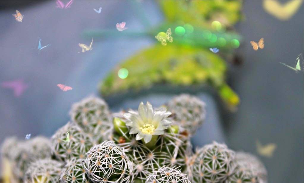 Кактус вместо ромашки;)