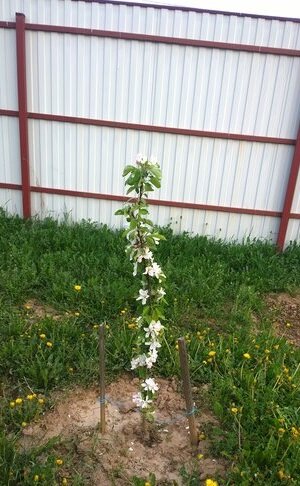 Карликовая яблоня молодая, фото автора