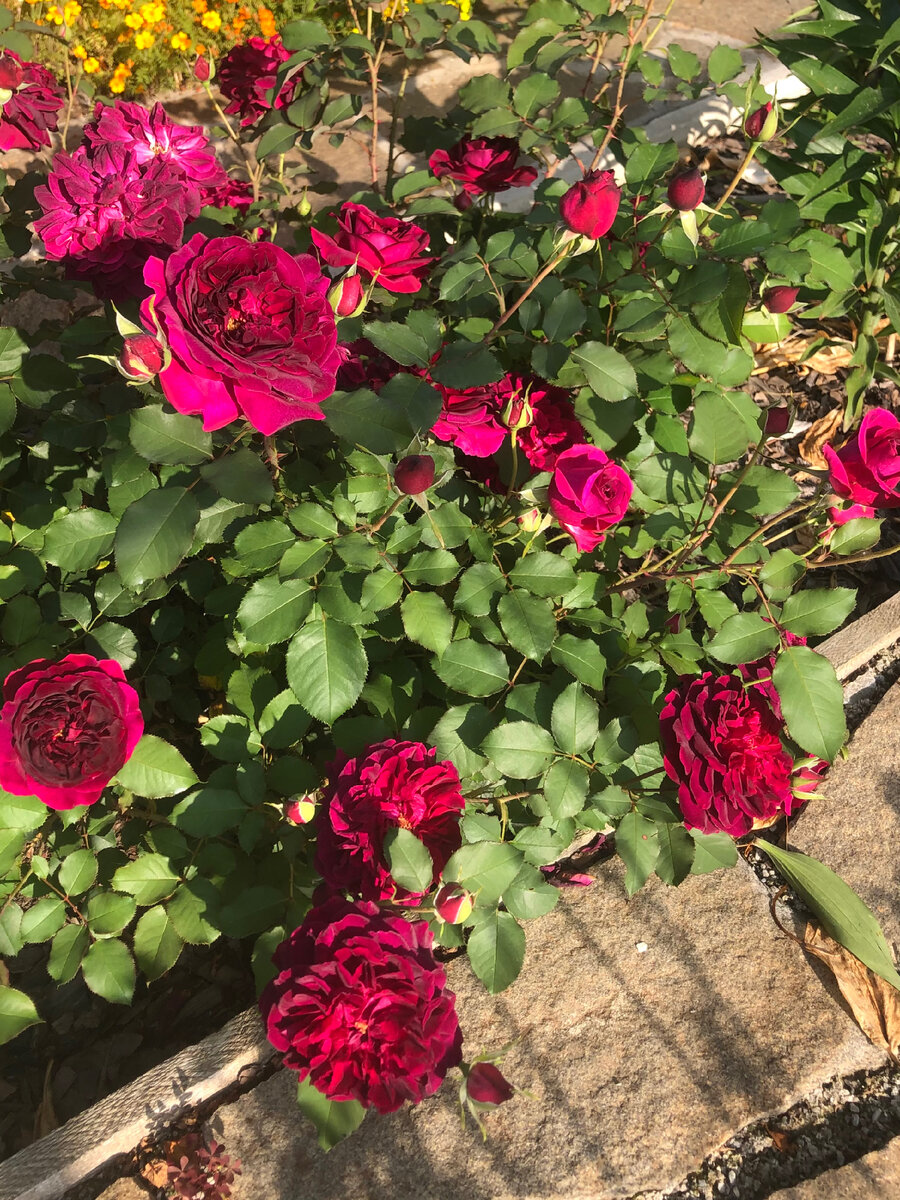 Цветы темного бархата.