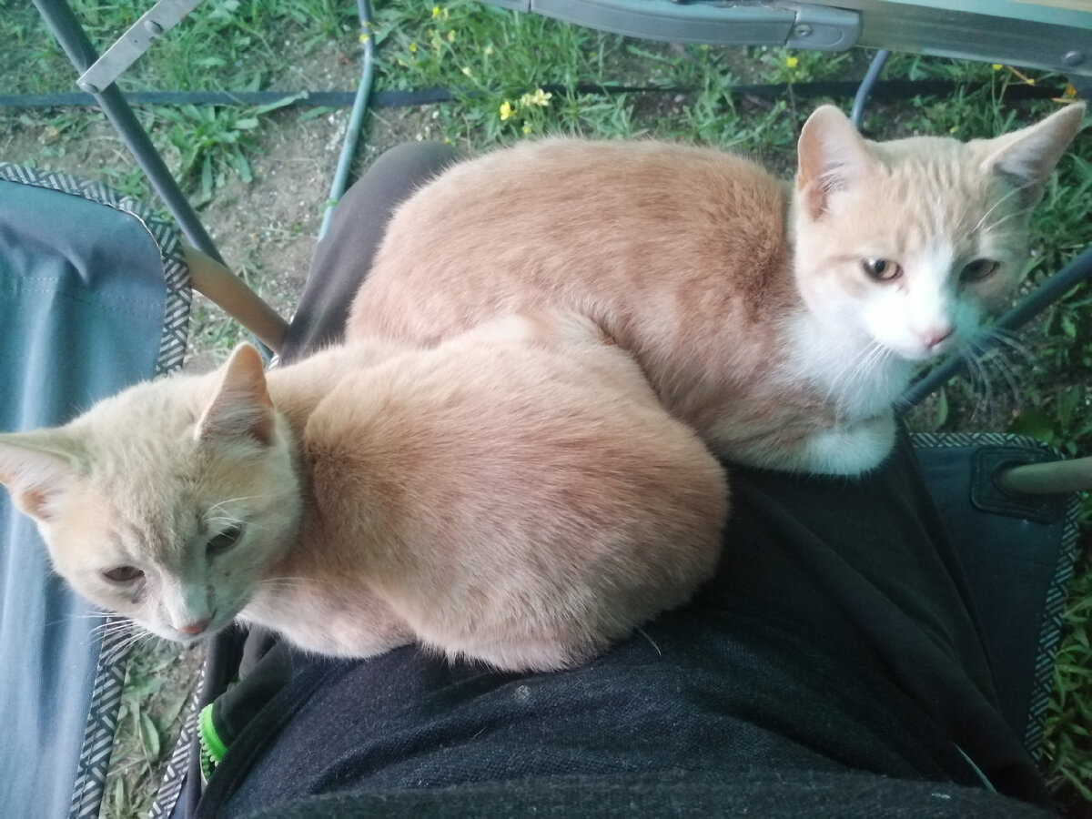 Два брата акробата)))Может кому надо рыжего котика? ) 