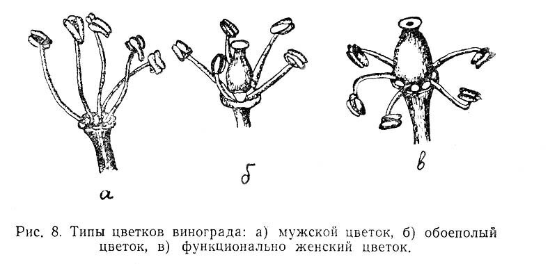 Как выглядит мужской цветок биология