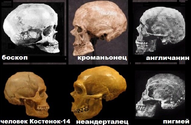 Череп кроманьонца отличается от черепов других людей-сапиенсов не меньше, чем от черепа неандертальца. (материал из открытых источников)