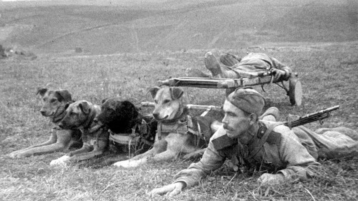 Собаки на службе РККА