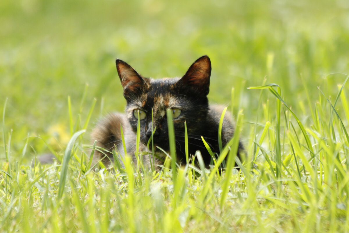 🐱 Что случилось с деревенскими котами? Почему они стали такие наглые?  Раньше такого не замечала | Коты&Люди | Дзен