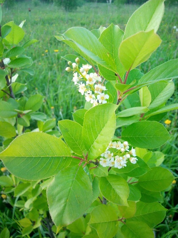 Красная черемуха на моём участке