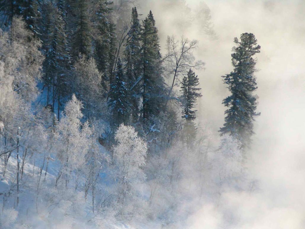 Snowstorm. Метель вьюга Пурга Буран. Метель в лесу. Пурга в лесу. Зимний лес Пурга.