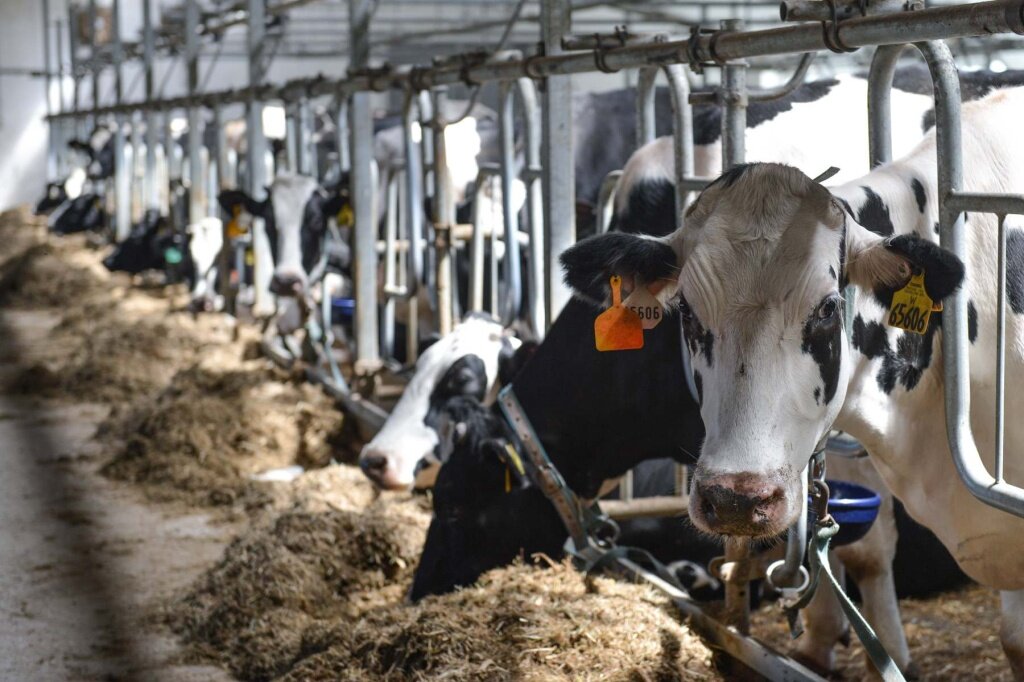 В Тверской области откроют молочный комплекс «РУмилкКО» на 5,4 голов