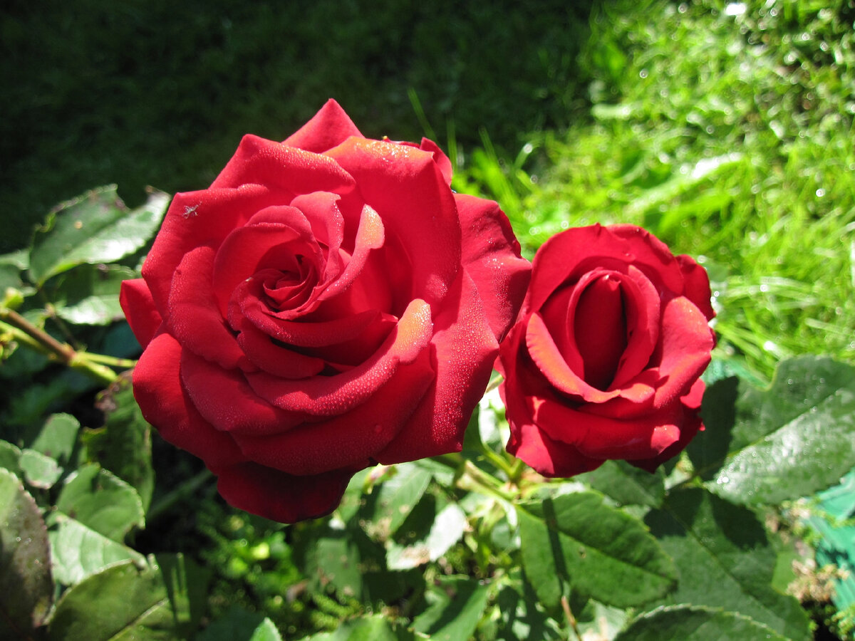 Наша роза Ингрид Бергман на даче в 2010 году. Фото автора.