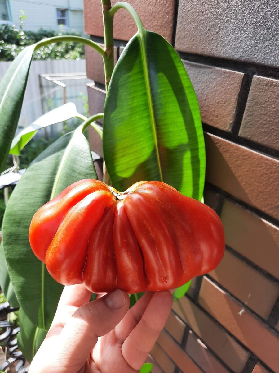 Мой любимый помидор "Японский трюфель"