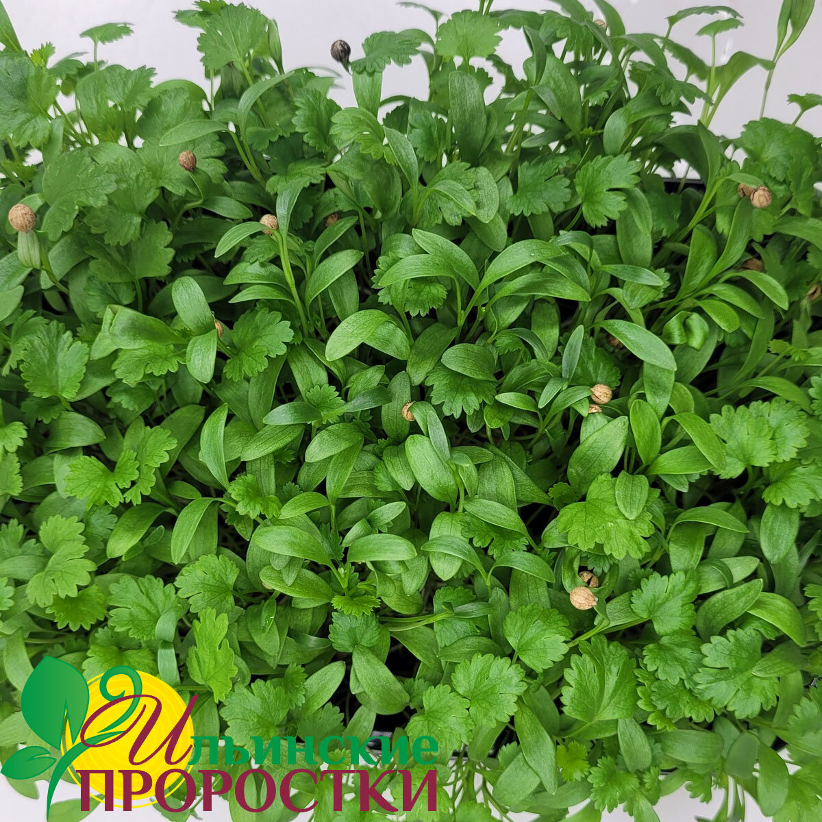 Микрозелень кориандра