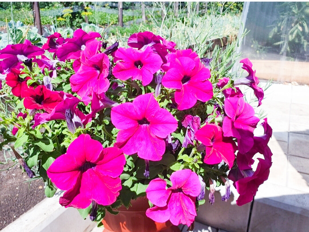 И никаких пикировок