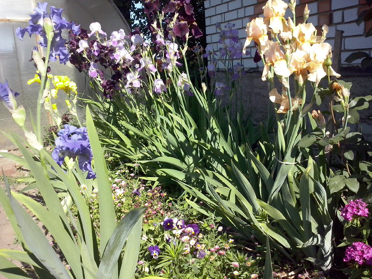 Цветение ирисов на моей клумбе. Я ими так дорожу. А котикам моим сломать росточки - дважды два.