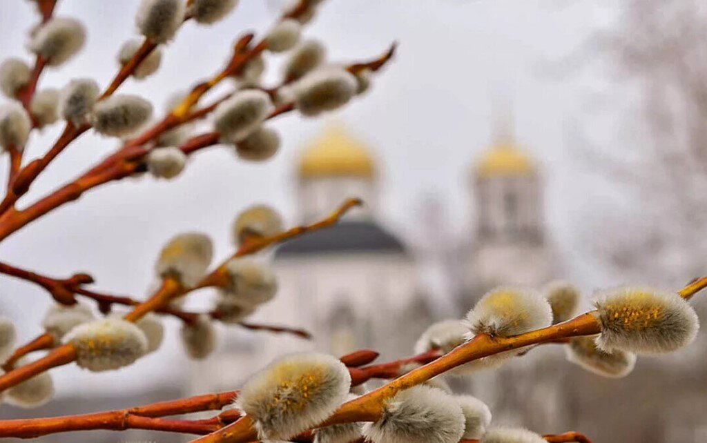 Верба в корзинке