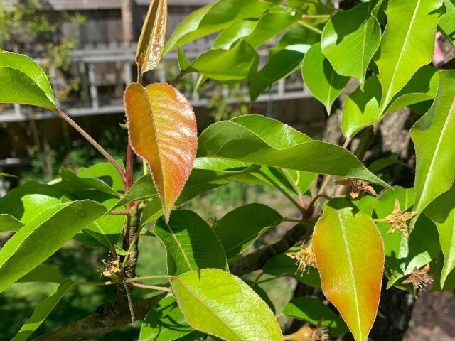 Почему у груши краснеют листья? 