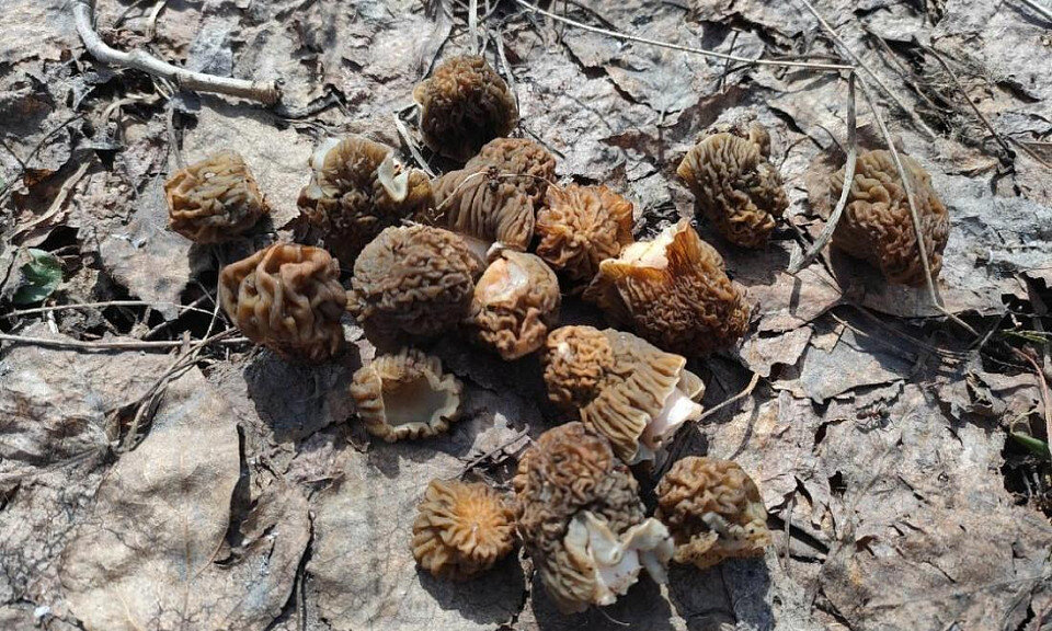 Фото со страницы «Грибы и грибные места НСО» в социальной сети «ВКонтакте»