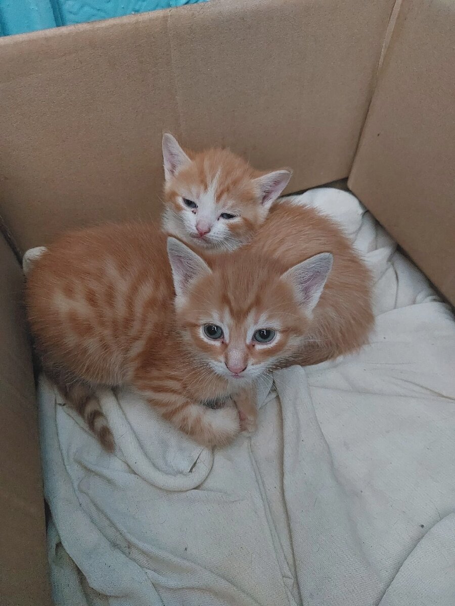 На этих карапузов потрачены последние средства, собранные в этом паблике. В Нефтекамске удалось собрать меньше 1000 рублей. Поток остановился.