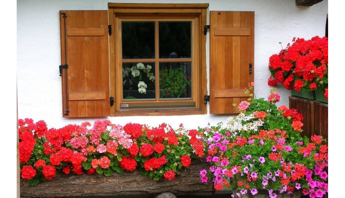Пеларгония ампельная balkon. Пеларгония зональная рассада. Герань садовая многолетняя. Герань ред адмирал. Можно ли пеларгонии на улицу.