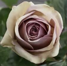 Так выглядит роза Амнезия в пасмурную погоду